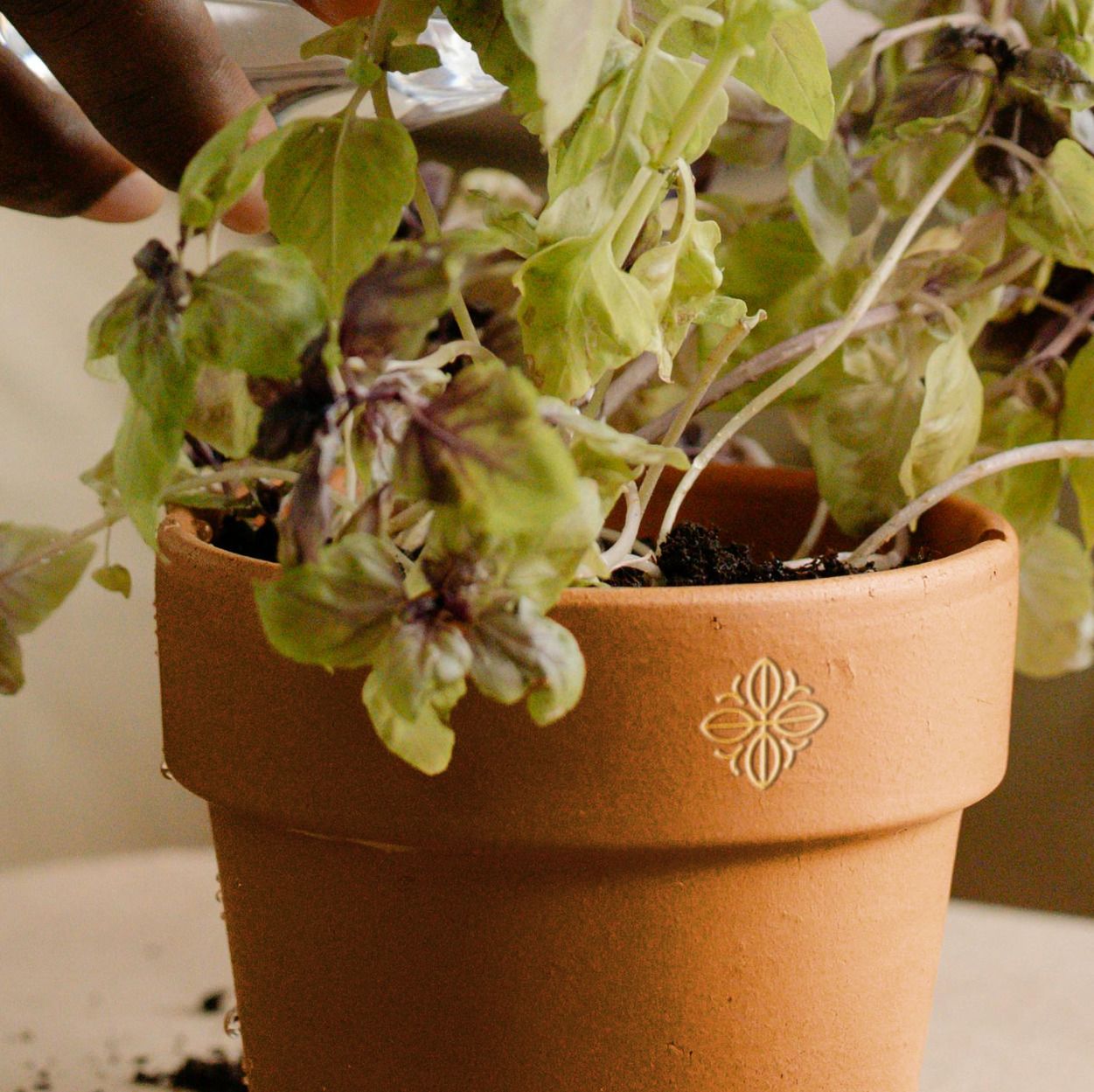 a branded flower pot